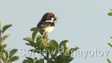 Video of Woodchat Shrike